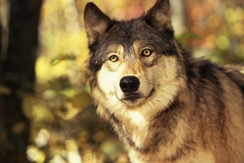 Wolf